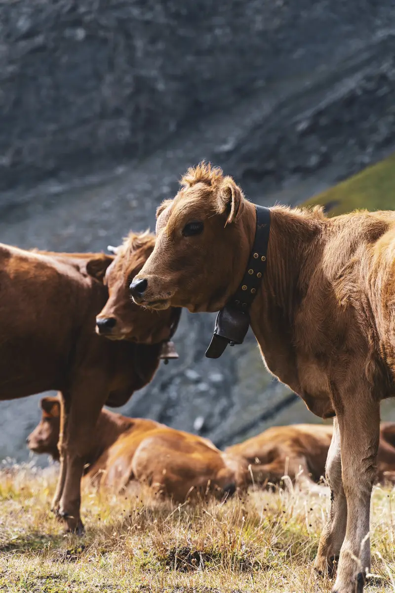Maxime Bouclier Photographie | La Rosière